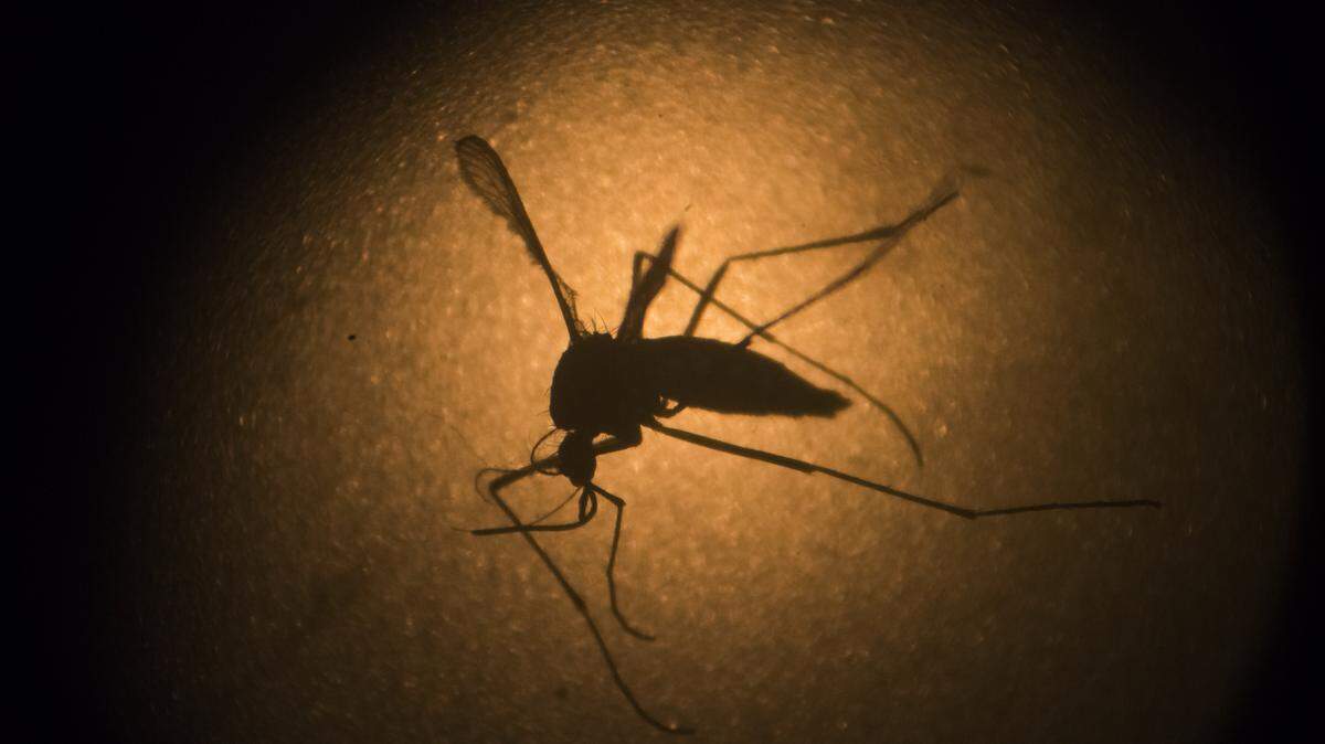 In this Jan. 27, 2016, file photo, an Aedes aegypti mosquito is photographed through a microscope at the Fiocruz institute in Recife, Pernambuco state, Brazil. A new study suggests the worrisome Zika virus apparently has been in Brazil at least a year longer than experts previously thought. Some experts have speculated the virus first came to the Americas sometime in 2014. But the new study, led by Brazilian researchers, concludes Zika landed in Brazil a year earlier.