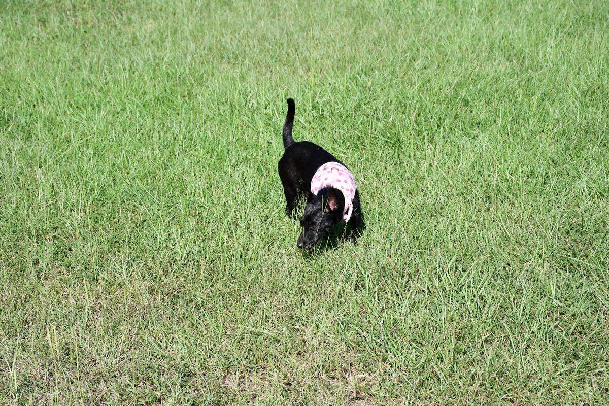 Small black chihuahua mix wearing pink harness running in a grassy park.