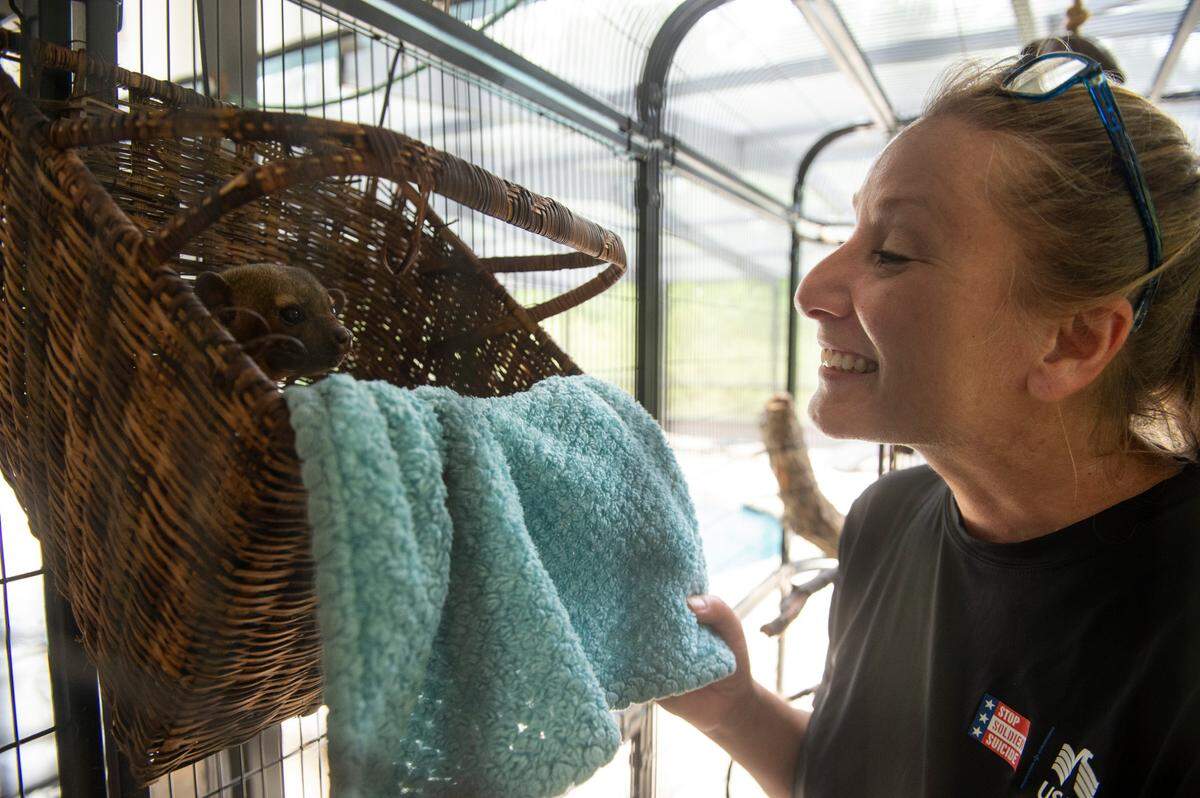 Owner April Stewart interacts with Balou, one of two kinkajous living at Gulf Coast Primate Sanctuary in Perkinston, on Thursday, May 1, 2025.