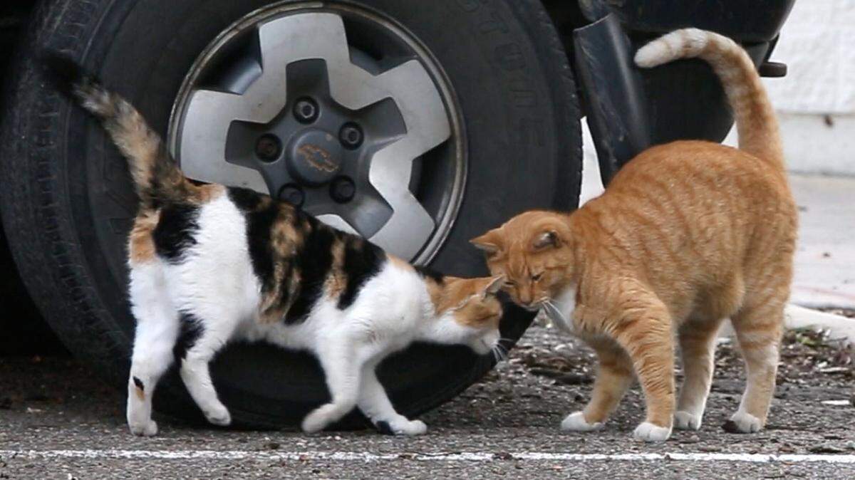 JOHN FITZHUGH/SUN HERALD 
 A pair of feral cats play in the Rue Magnolia art district in Biloxi on Friday Nov. 27, 2015.