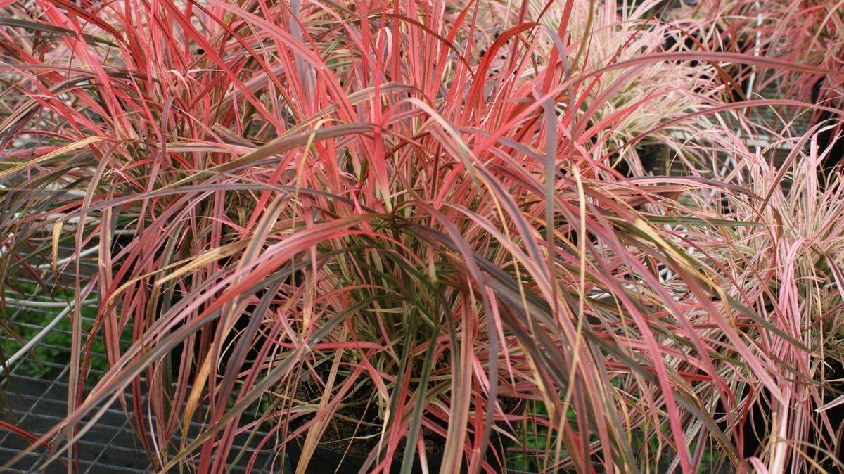 GARY BACHMAN/MISSISSIPPI STATE UNIVERSITY EXTENSIONPennisetum, such as this Fireworks variety, is an ornamental grass with a lot of pizazz.
