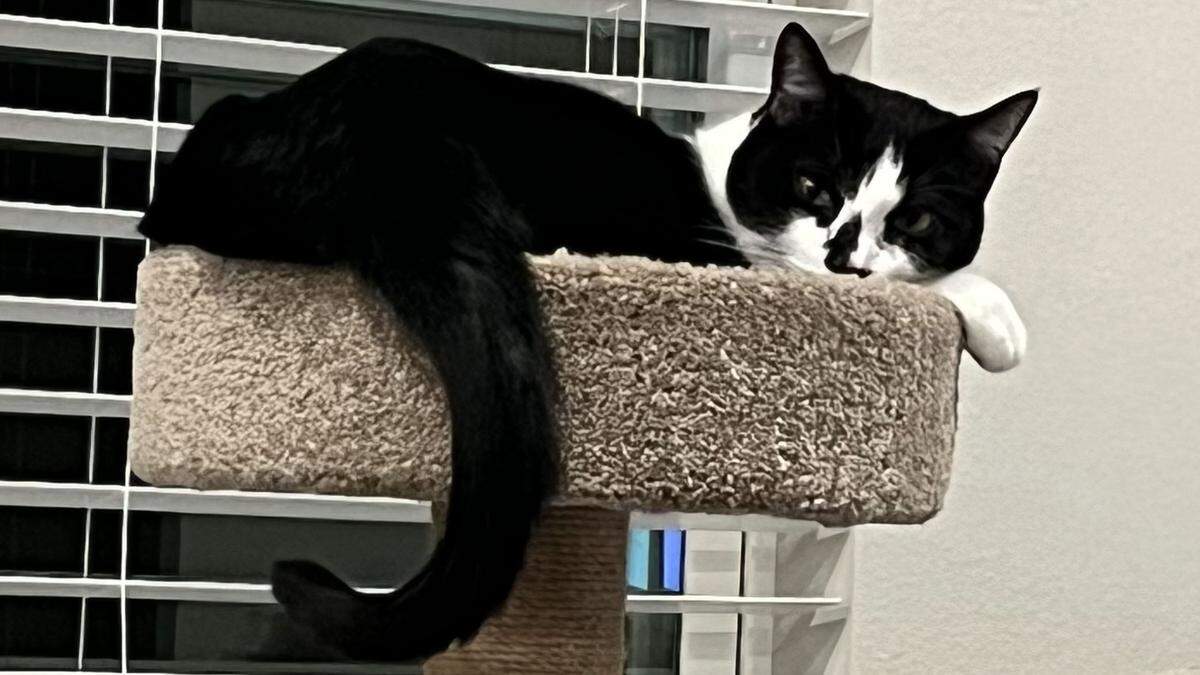 Free or low-cost pet supplies can be found at dollar stores, pet stores or local shelters.