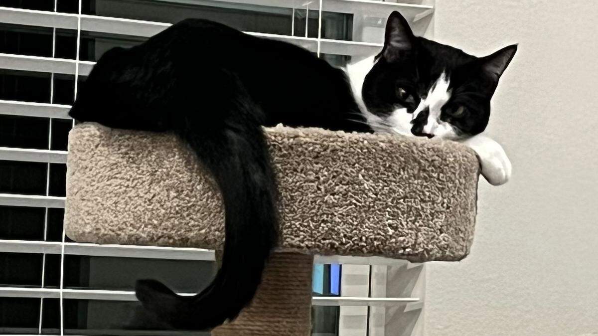 Beau is the Sun Herald senior editor’s little buddy, and is thus ineligible to be crowned as the Coast’s cutest cat. We have many other good boys and girls in our poll, though.