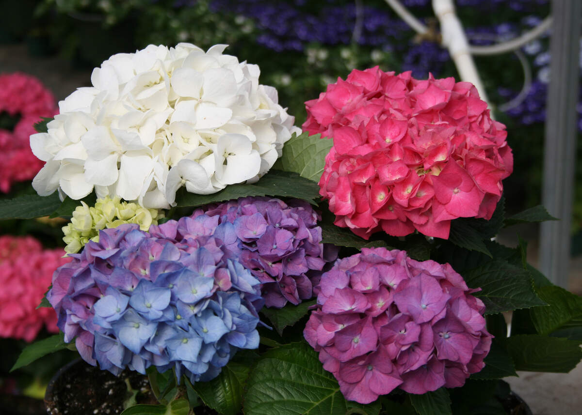 MACROPHYLLA -- This bigleaf hydrangea known botanically as Hydrangea macrophylla can respond to changes in soil pH by changing flower colors. (Photo by MSU Extension/Gary Bachman) Alt text -- A plant has a cluster of white, pink, purple and blue blooms. ###