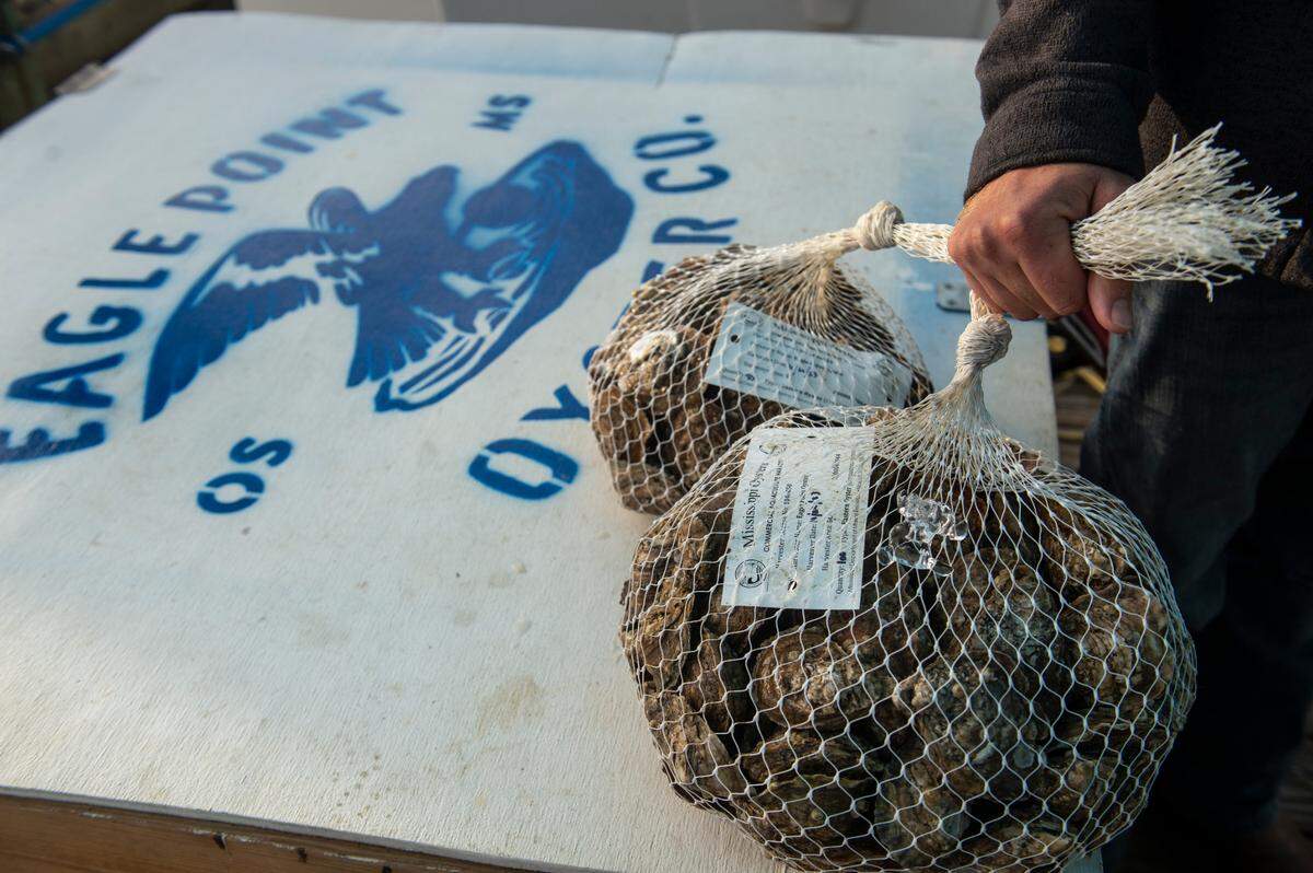 Chase Sekul, a co-owner and co-founder of Eagle Point Oyster Co., grabs some oysters for a customer at Ocean Springs Harbor on Friday, Dec. 1, 2023.