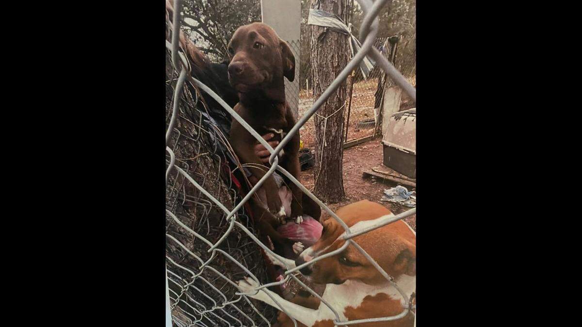 Hancock County sheriff’s deputies seized nine mixed-breed Bullador dogs from two properties in Kiln after a woman reported the dogs had been physically and sexually abused.
