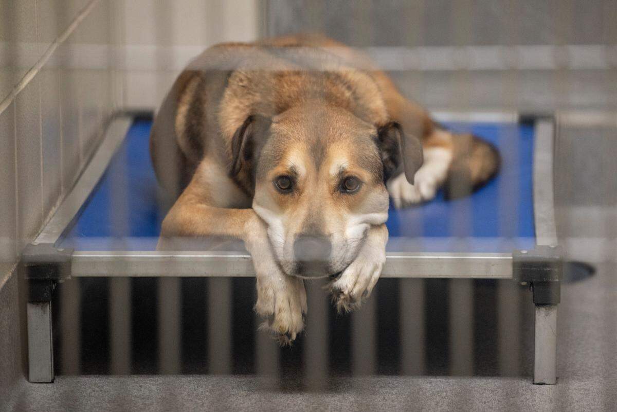 A dog lies on his bed, waiting to be adopted, at the Humane Society of South Mississippi in Gulfport on Thursday, July 7, 2022.