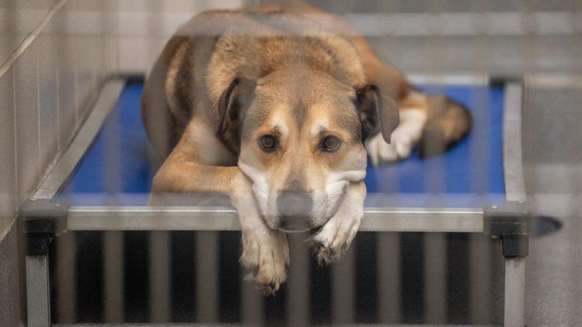 A dog lies on his bed, waiting to be adopted, at the Humane Society of South Mississippi in Gulfport on Thursday, July 7, 2022.