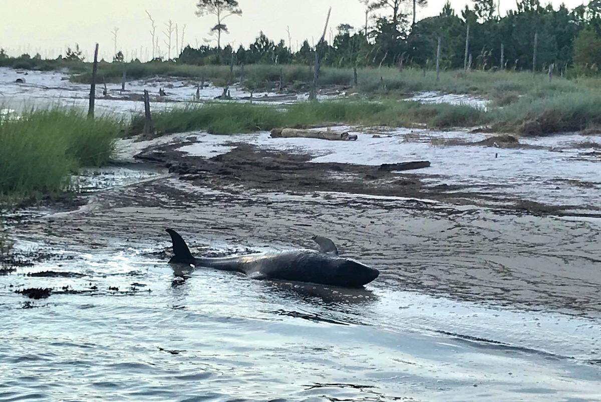 A fisherman discovered this live pygmy killer whale Thursday, Sept. 12, 2019, on the north side of Cat Island. The whale is still alive and being treated at the Institute for Marine Mammal Studies in Gulfport, which retrieved the animal. The male juvenile weighs 185 pounds and is just over 3 feet long.