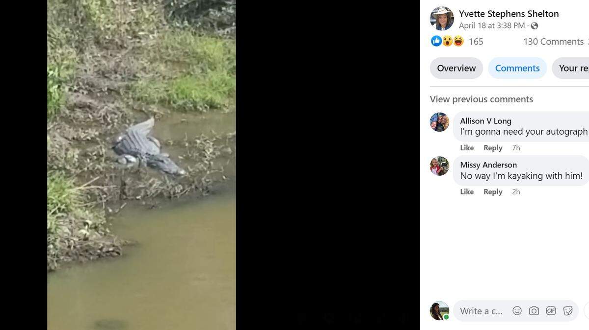An famous alligator known as “Flat Creek Floyd” has been spotted off and on in Peachtree City, Georgia, just south of Atlanta, reports say.