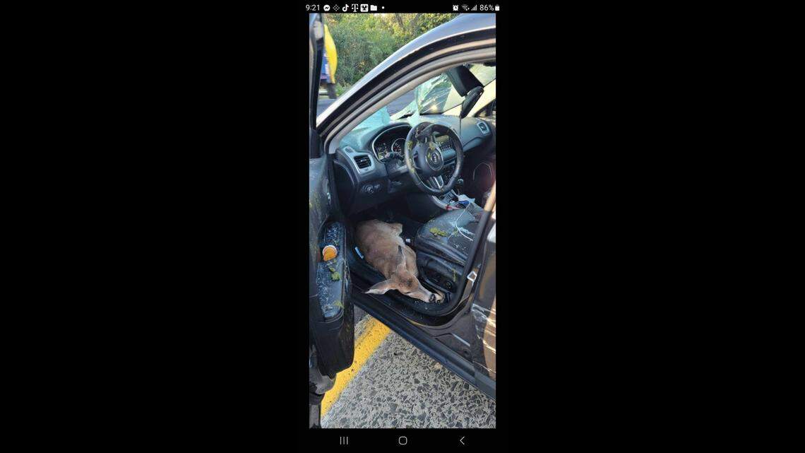 A driver was heading south on Route 21 in Clifton, New Jersey when a deer fell from the overpass and crashed into his car.