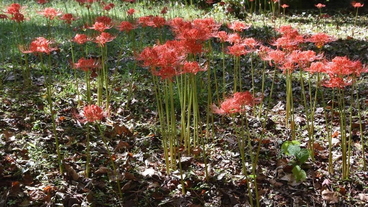 Container gardening makes irrigtation, weeding and fertilizing a breeze, while offering beauty that can be moved around for variety and weather protection.