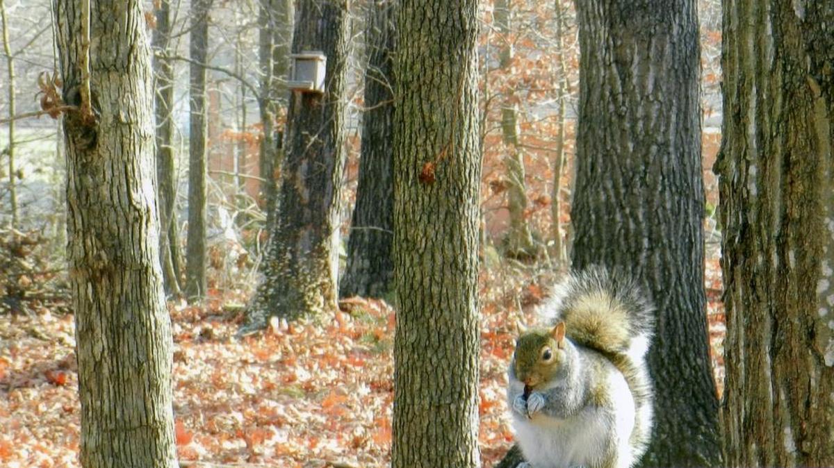 As the nation honors squirrels, consider that these cute critters are found in most countries, with species ranging from 3 inches to 3 feet in size. They are quite adaptable. With thick fur and extra weight, this one in Virginia has obviously bulked up for a cold winter.