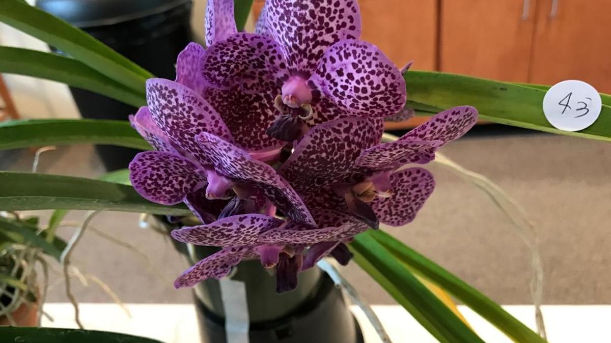 A variety of orchids will be on display at the Gulf Coast Orchid Society’s Orchid Show, set for Friday, Saturday and Sunday at the Gautier Convention Center.
