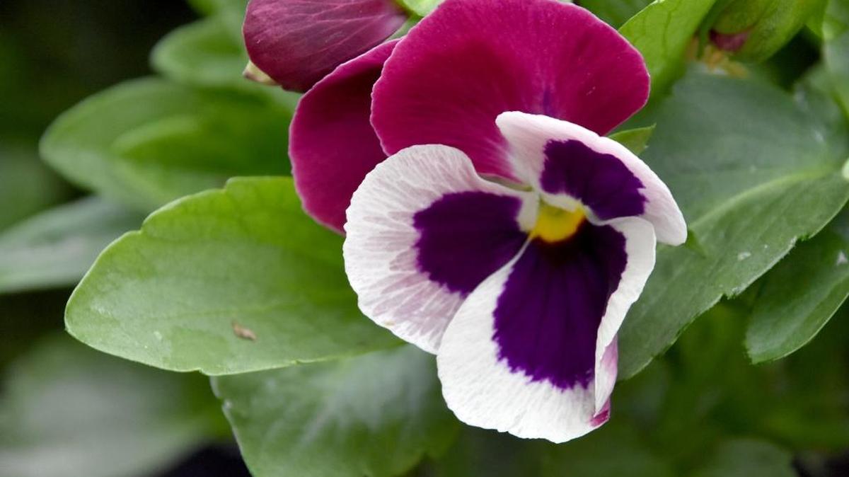 The Rose Wing Matrix pansy lets Mississippi State University Bulldog fans show off their school colors.