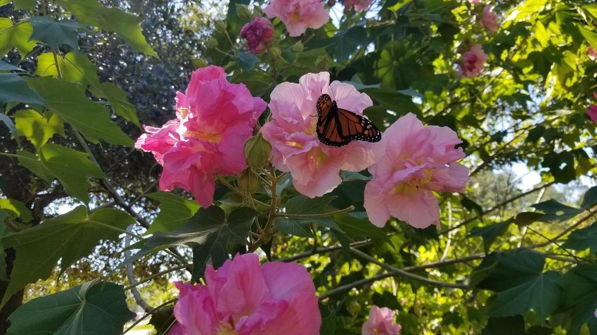 The blooms of the Confederate rose are large and change color from white to pink and bright red as they age.