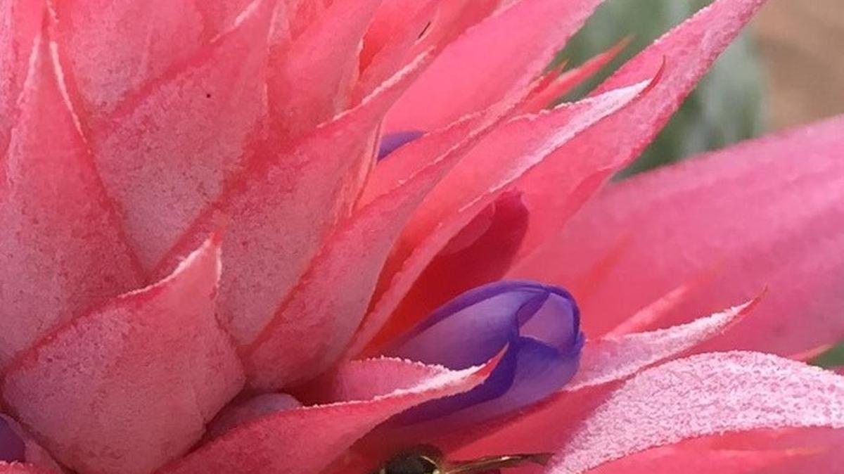 ‘Menacing Beauty,’ the photographer titles this photograph of a yellow jacket wasp, an image captured not long after she was stung by one of its kin. The pain put her on an immediate search for home remedies for bee stings.