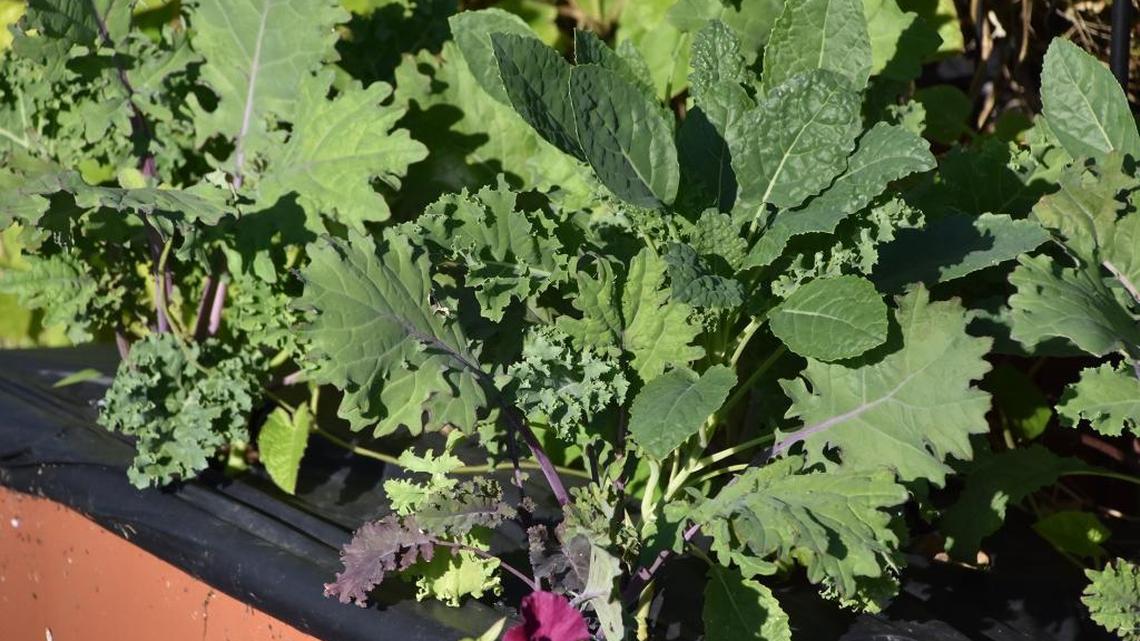 Ready to get gardening? These cool season crops can be planted this month