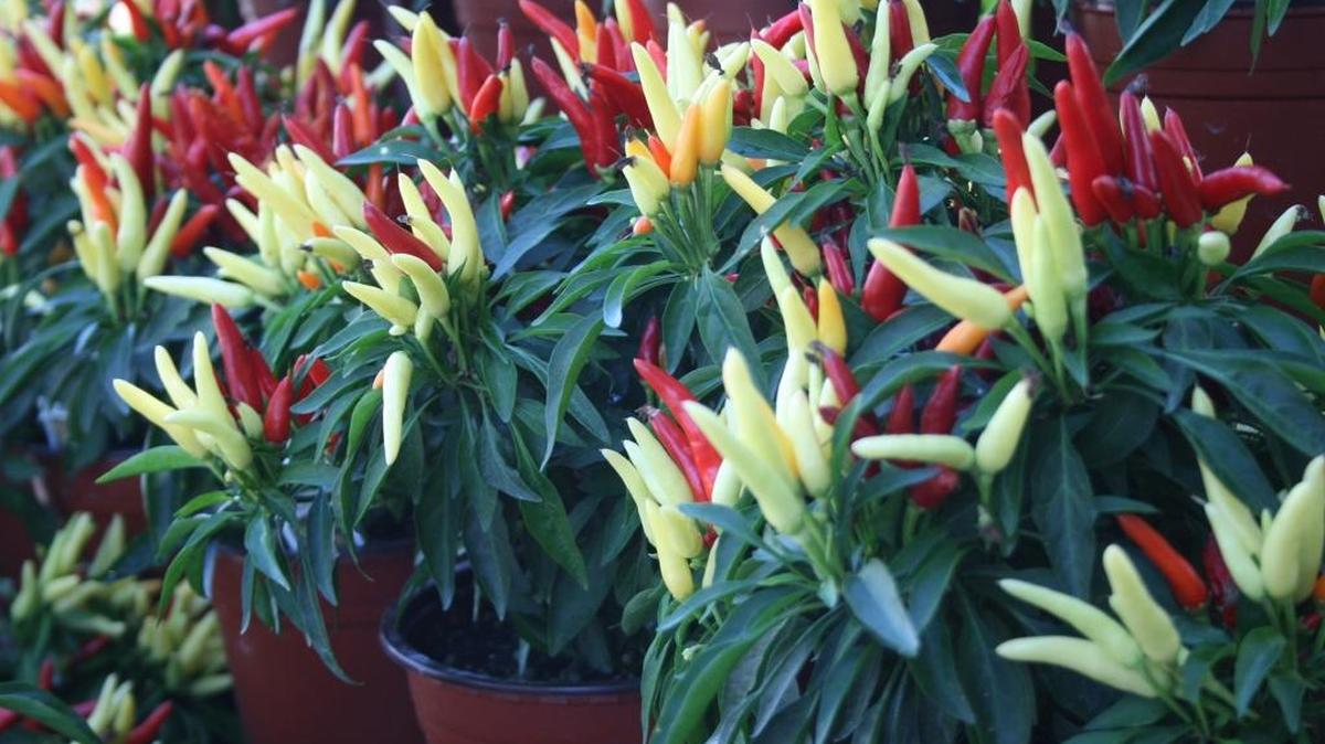 If you’re worried about young children eating the colorful pods, try growing Chilly Chili, a colorful pod producer without the heat.