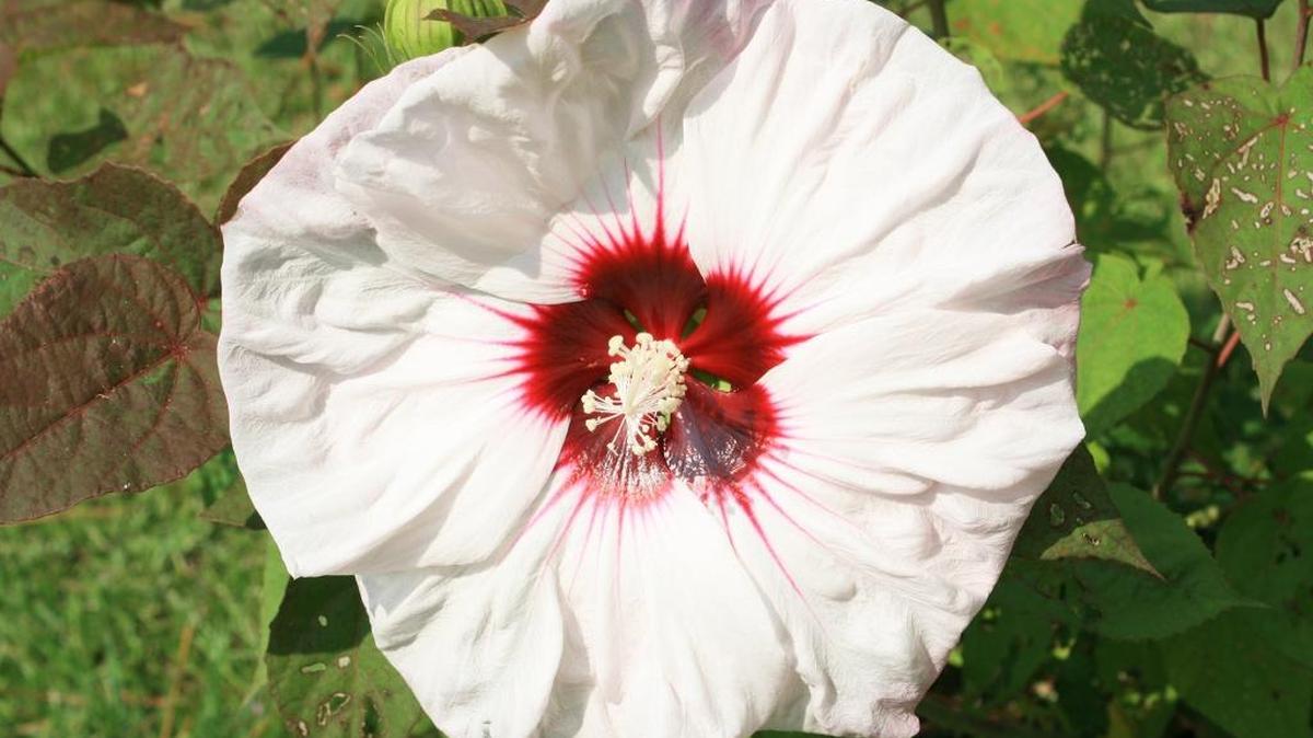 The star of my late-summer garden is Summerific Cherry Cheesecake, which blooms for a month with 7- to 8-inch diameter flowers.