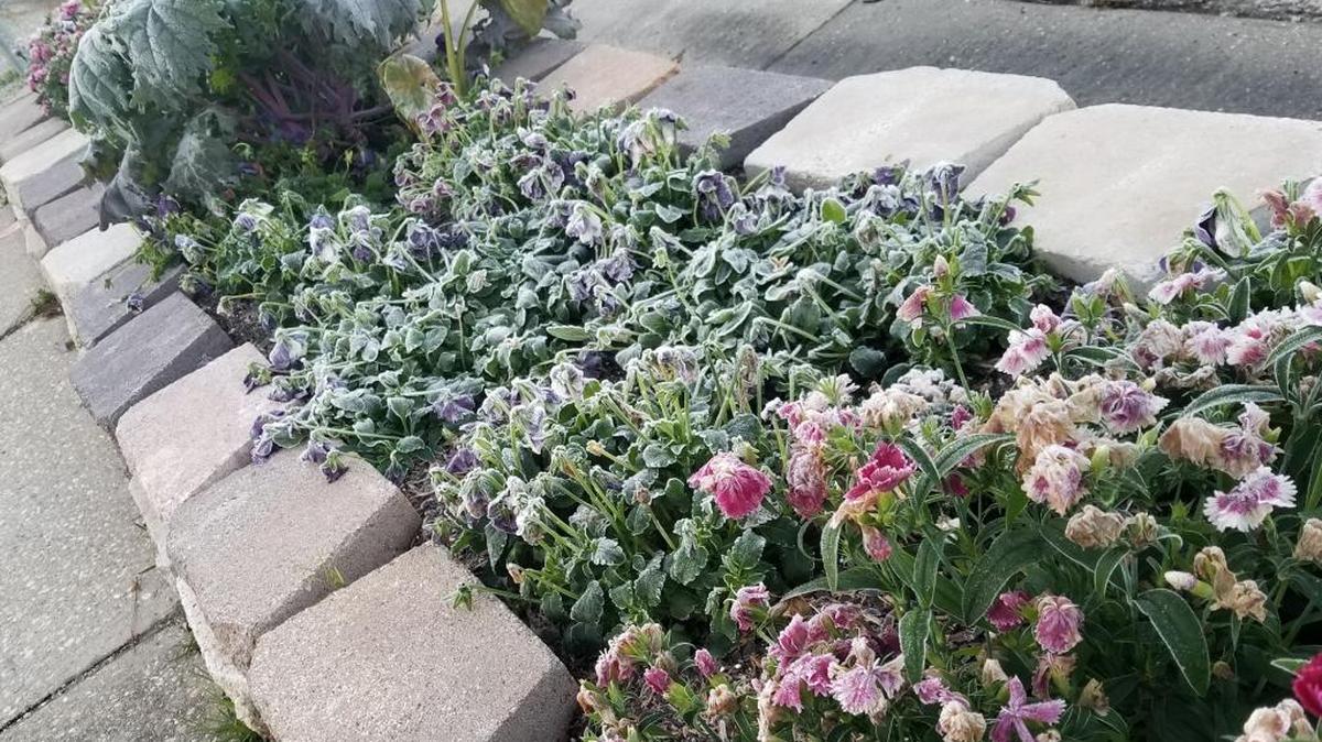 Select plants suited for your landscape zone so they can bounce back from days and nights of cold temperatures.