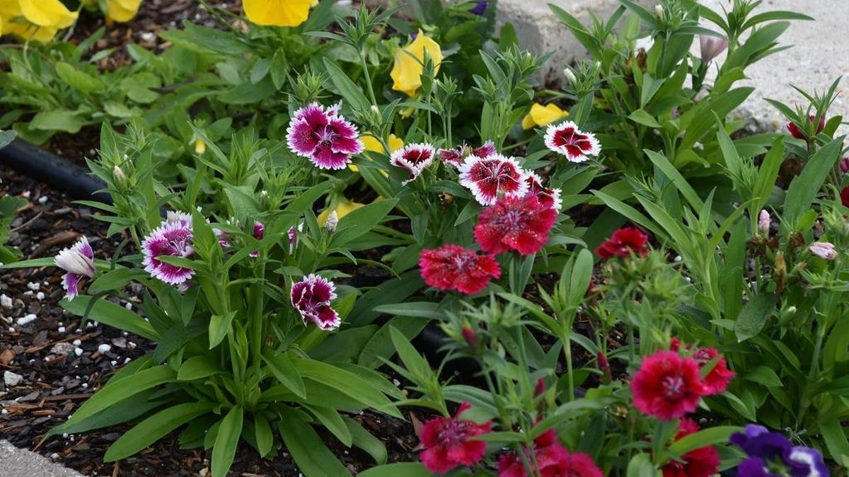 Dianthus and pansies are an excellent cool season combination. These are the anchor plants growing in a hell strip landscape between the sidewalk and street.