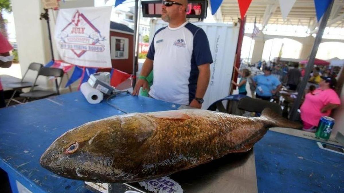 Weigh master Mark Wright weighs a red fish during the 69th annual Mississippi Deep Sea Fishing Rodeo on Sunday.