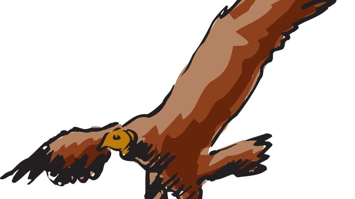 The turkey vulture, often called a buzzard in the U.S., can have a wingspan of 5-plus feet as it masters the updrafts and thermals of the wind and flies amazing long stretches without flapping wings.