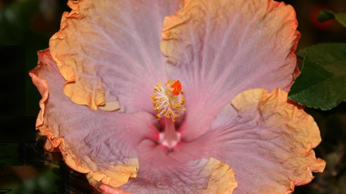 Tropical hibiscus, such as this Cajun Creole Lady, require consistent moisture, with greater demand in the hot months.