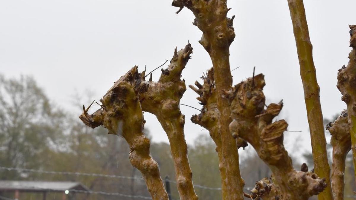 Crape myrtles form giant knobs of tissue called pollard heads when repeatedly pruned at the same location. (Photo by MSU Extension/Gary Bachman)
