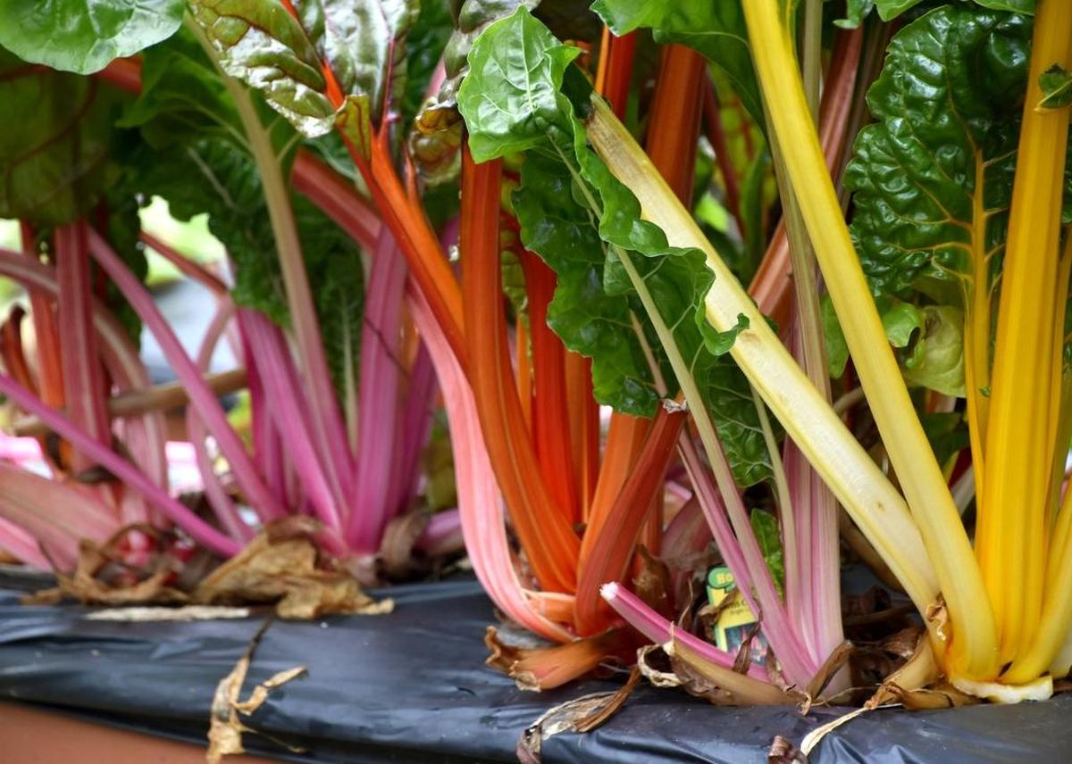 Swiss chard can be planted in your garden in April, according to NC State Extension’s Central NC Planting Calendar.