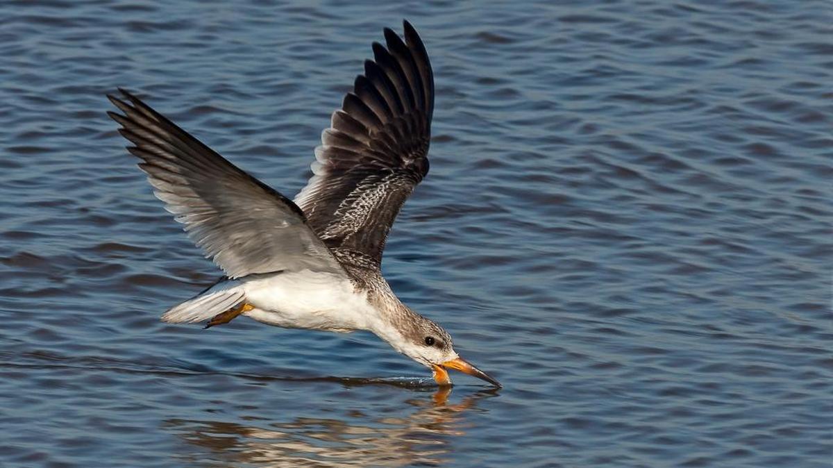 A juvenile black skimmer — too young to have the classic red on its bill — cuts through the water in search of small fish, demonstrating how it got its name. The photographer Sharon Gillian, learned about Mississippi Coast birds from her friend and birding columnist Judy Toups.
