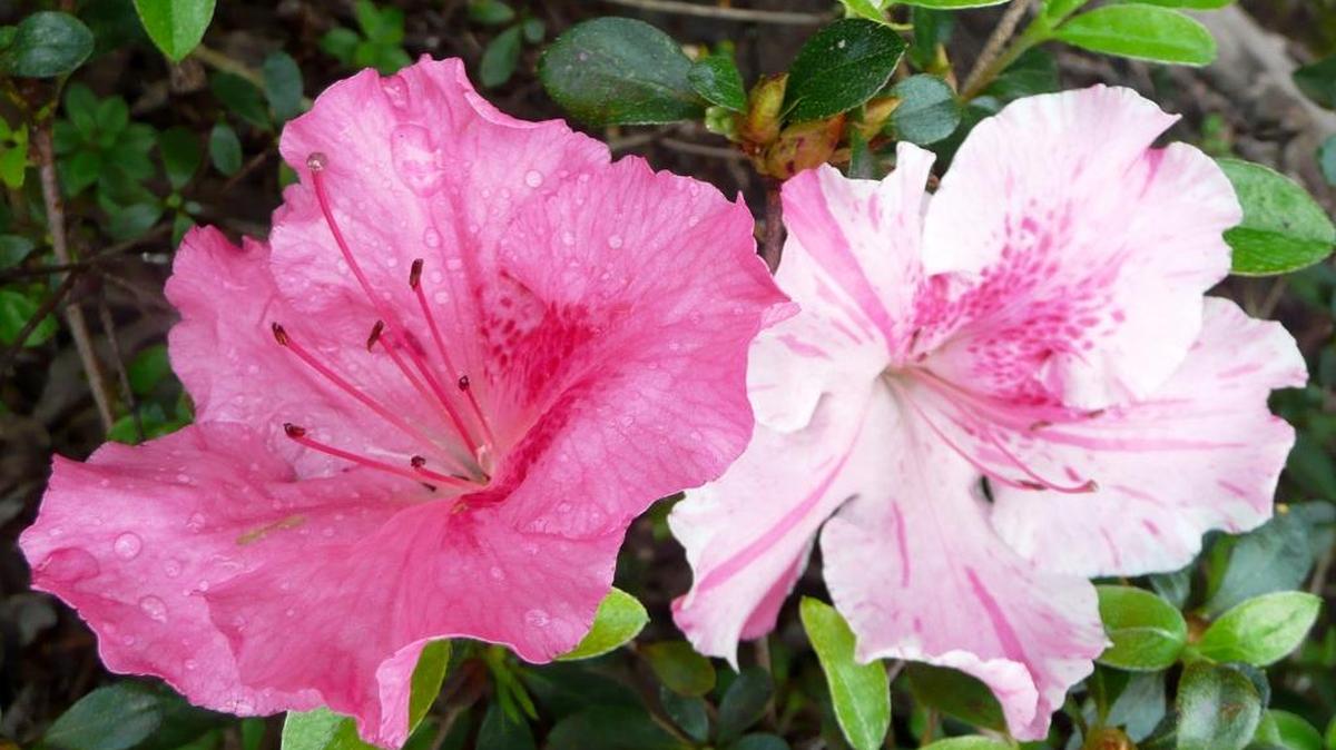Conversation Piece Azalea is an alternate season azalea that displays gorgeous flowers in mid-spring and in the fall. Flower colors are different on the same plant.