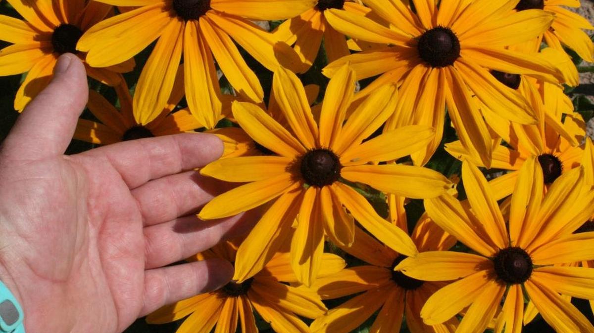 With its 9-inch flowers, Indian Summer rudbeckia is a stunning choice for Mississippi landscapes.
