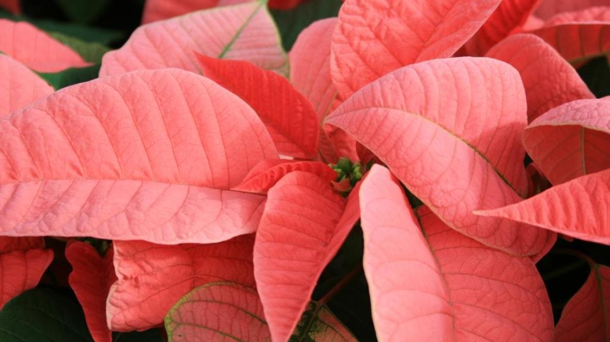 Poinsettias need at least six hours of indirect sunlight daily and comfortable room temperatures.