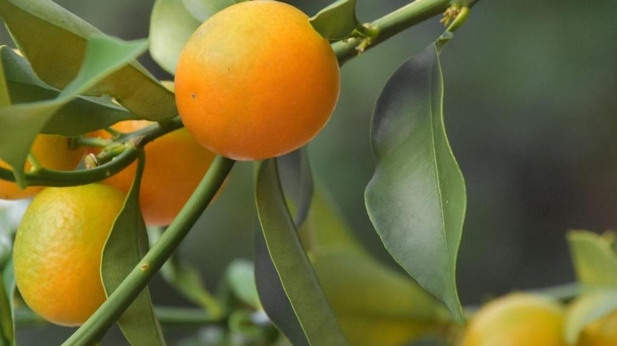 Kumquats produce fruit in astonishing numbers, but due to their small size, their weight does not threaten even small trees. They are perhaps the most cold tolerant of the citrus.