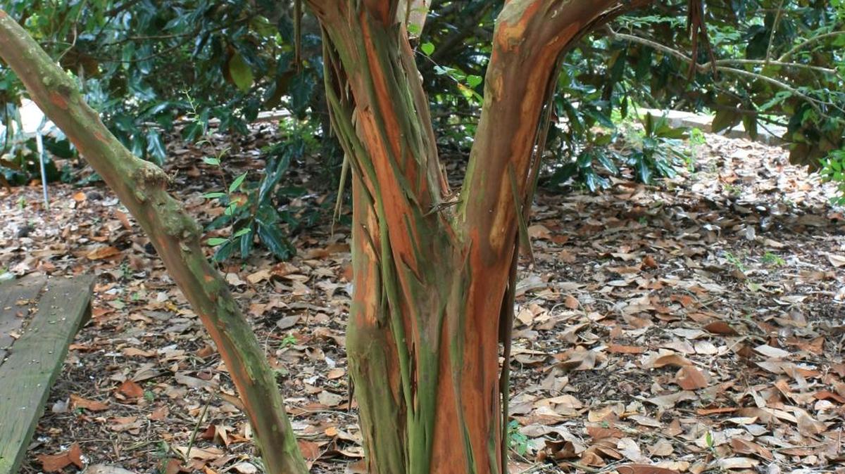 As crape myrtles mature, their bark begins to exfoliate, revealing inner bark colors ranging from gray-green to dark cinnamon-red.