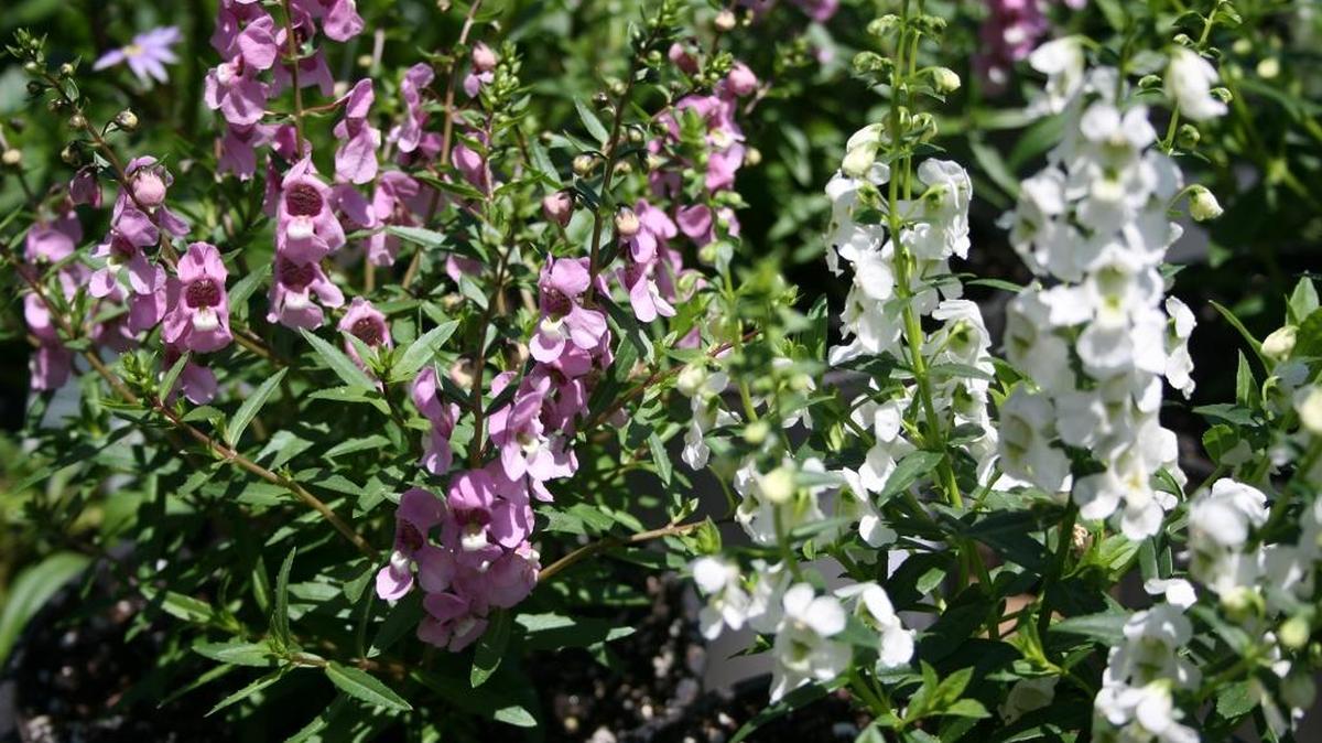A member of the snapdragon family, the Serena Angelonia will grow to 1-foot tall and spread up to 14 inches.