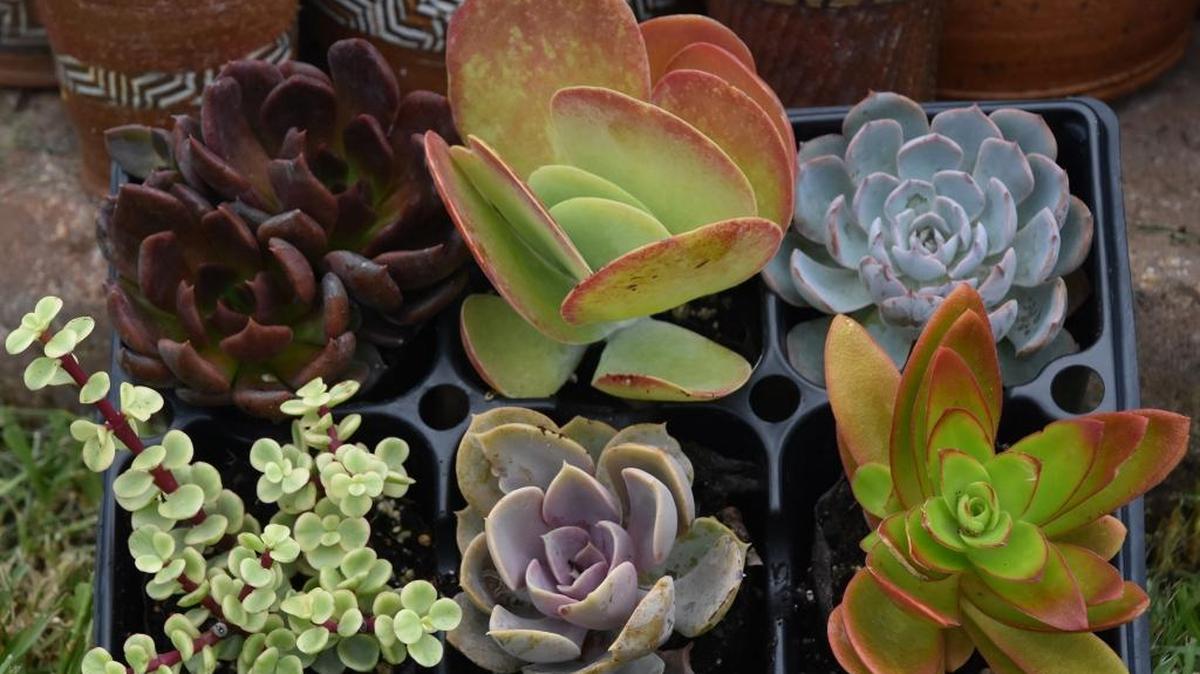 Succulents — plants with soft, juicy leaves and stems — are good choices for low-water-use gardening.