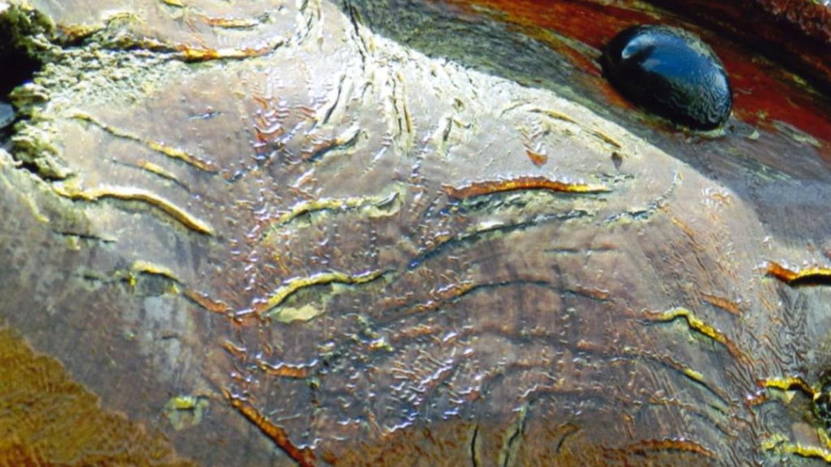 Can you guess what this is a picture of?