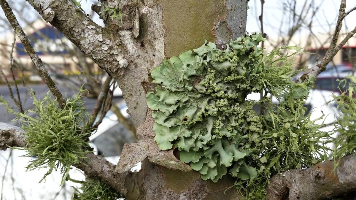 Lichen use trees and shrubs only for support, supplying their food via photosynthesis and the fungus gathers the water and other needed nutrients. This lichen has folds that resemble a crumpled sheet.