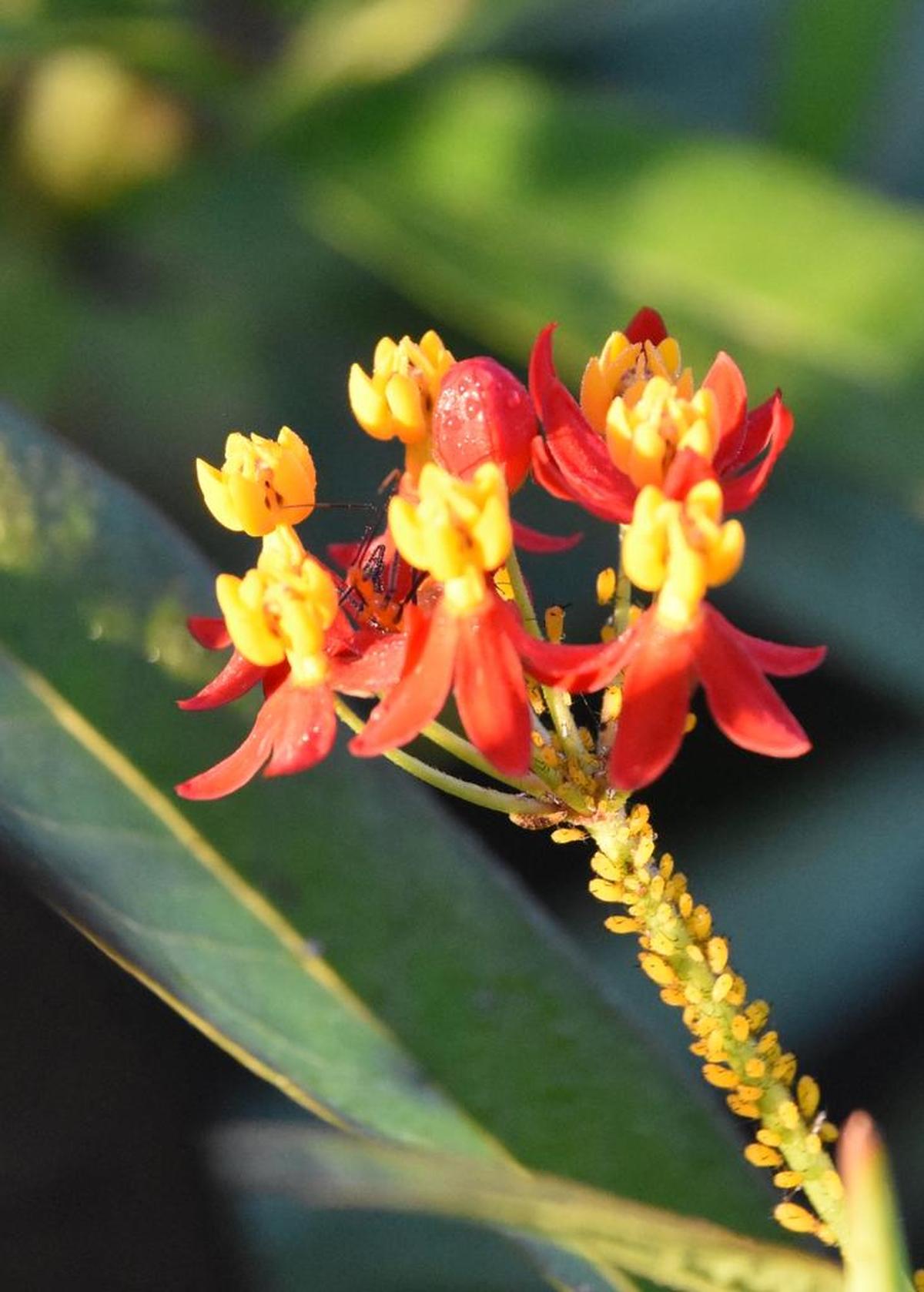 Both butterflies and aphids are attracted to tropical milkweed in droves. While unsightly, aphids don’t seem to affect growth and flowering.