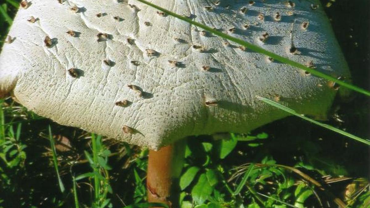 A pretty mushroom is singled out from a fairy ring that popped up this summer on a Gulfport lawn.