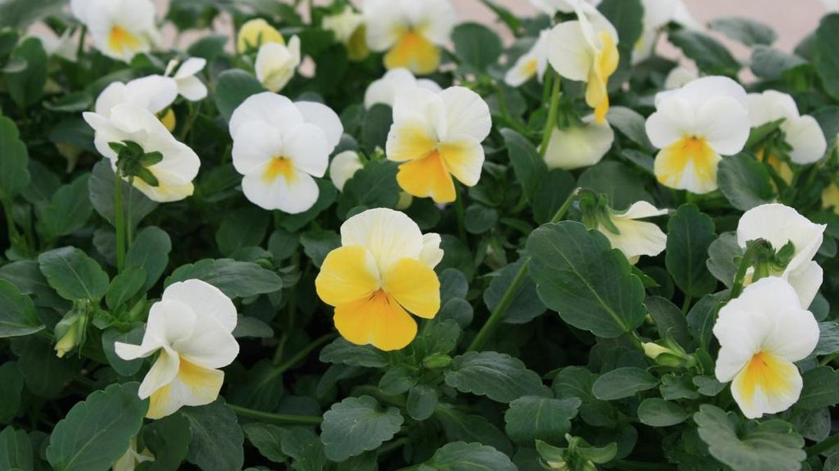 Shop now for the best selection of violas varieties and color, such as these Banana Cream Sorbet violas.
