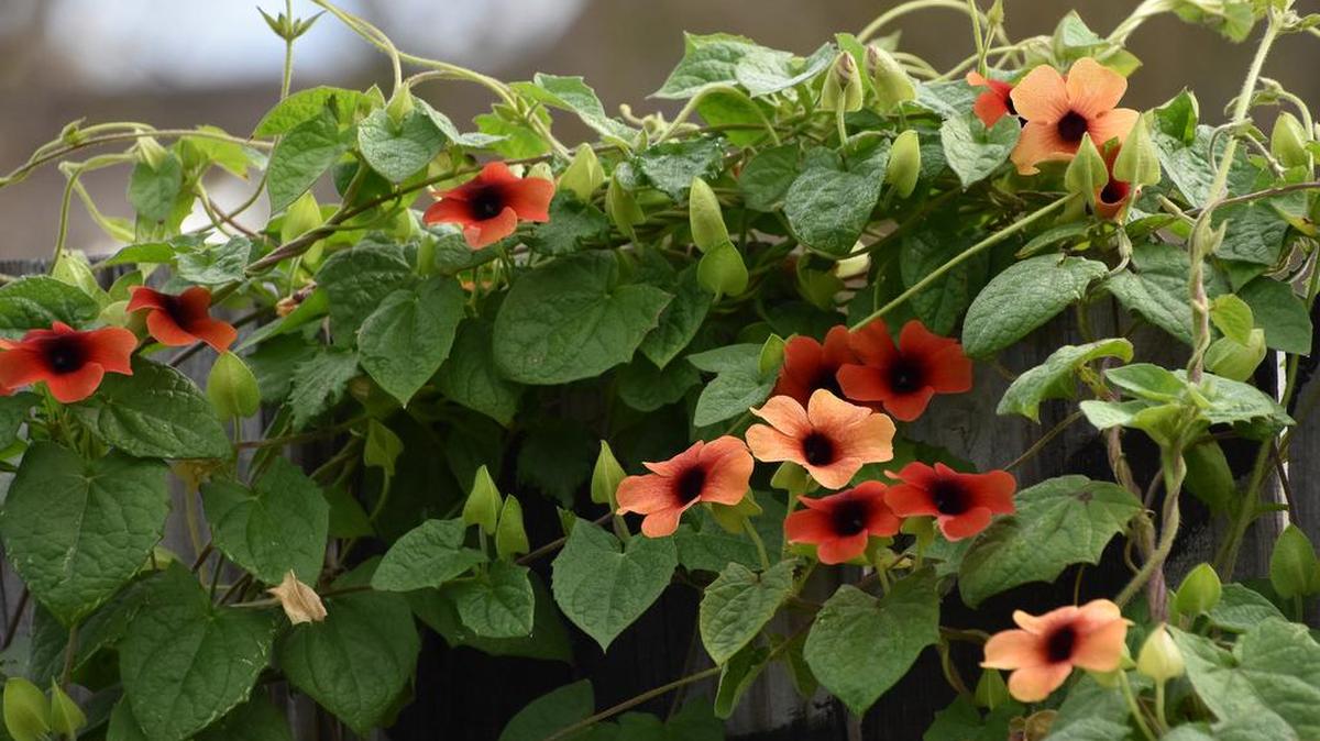 African Sunset is a variety of black-eyed Susan vine that changes its color as it ages to reflect sunsets.