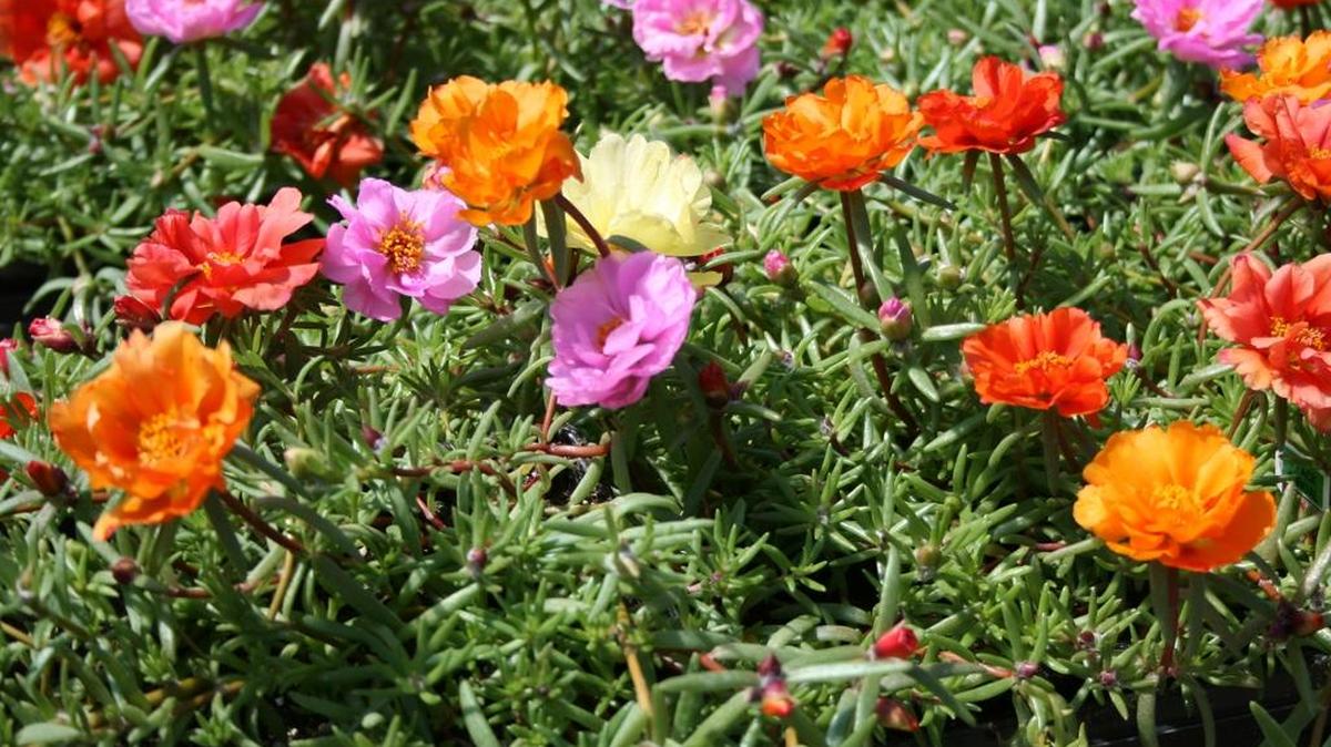 Moss rose is a great summer selection with blooms that resemble tiny roses and succulent foliage that withstands the heat.