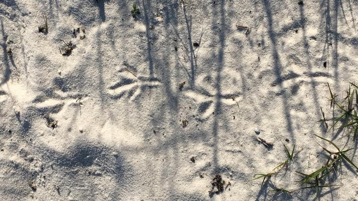 It’s never a dull day for the eyes during a walk on Mississippi Coast beaches. With a bit of imagination, these bird prints resemble a fleur-de-lis.
