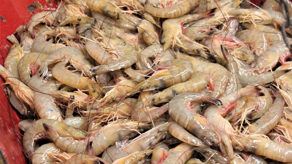 Shrimp season seems to be getting off to a good start with some beautiful shrimp being harvested.
