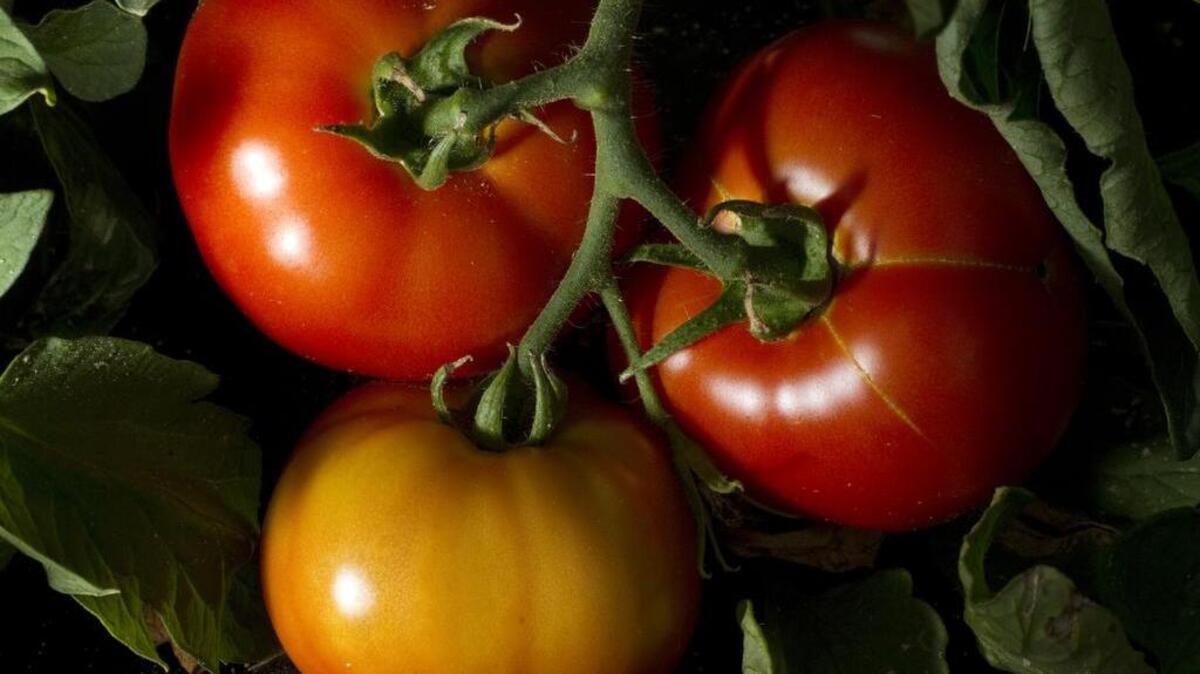 Tomatoes, such as these heirloom tomatoes, do best unwrapped on the countertop.