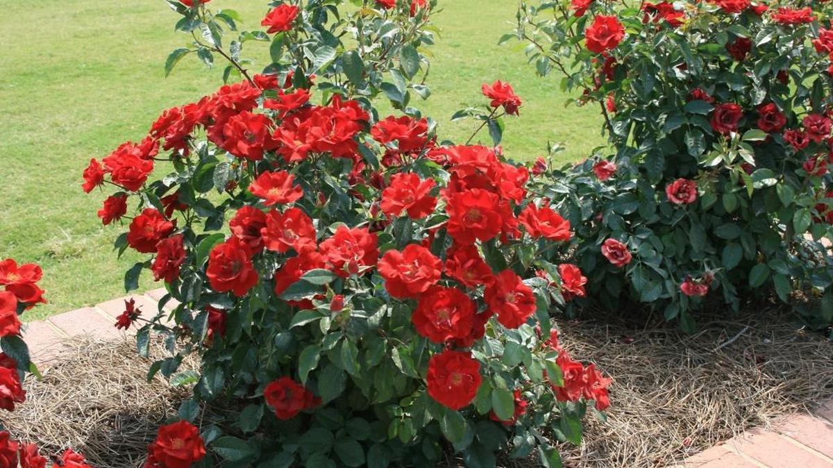 Roses are a beautiful addition to home landscapes, and certain modern varieties offer reliable performance without requiring expert care.